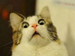 Shocked cat meme
